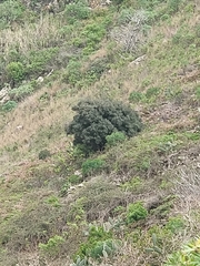Olea europaea cerasiformis