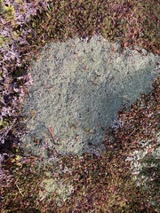 Pterygopappus lawrencei