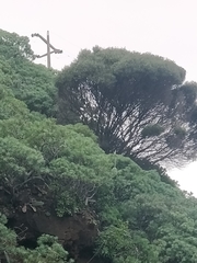 Olea europaea cerasiformis