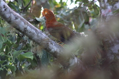 Rupicola peruvianus peruvianus