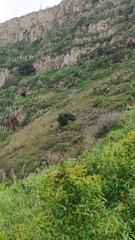 Olea europaea cerasiformis