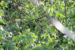 Phaethornis syrmatophorus