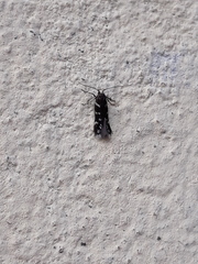 Eulamprotes superbella