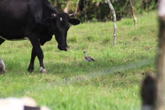 Vanellus chilensis cayennensis