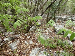 Cyphostemma macrocarpa