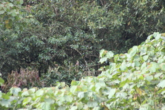 Cyanocorax yncas yncas