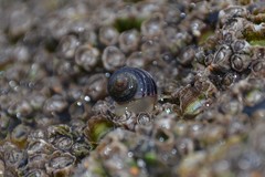 Littorina saxatilis