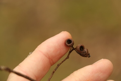 Eucalyptus dunnii