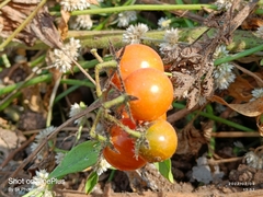 Solanum