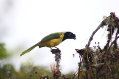 Cyanocorax yncas yncas