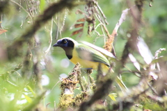 Cyanocorax yncas yncas