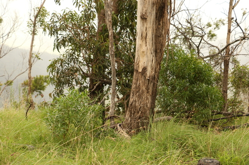 Image of Eucalyptus melliodora by (c) Greg Tasney, some rights reserved (CC BY-SA)