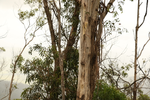 Image of Eucalyptus melliodora by (c) Greg Tasney, some rights reserved (CC BY-SA)
