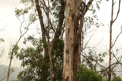 Eucalyptus dunnii