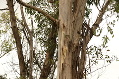 Eucalyptus dunnii