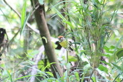 Poecilotriccus ruficeps