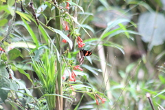 Heliconius telesiphe