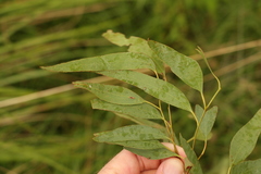 Eucalyptus dunnii