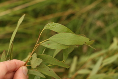 Eucalyptus dunnii