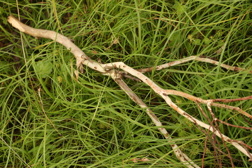 Image of Eucalyptus melliodora by (c) Greg Tasney, some rights reserved (CC BY-SA)