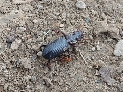 Pseudozaena orientalis