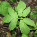 Goutweed - Photo (c) Denis Davydov, some rights reserved (CC BY-NC), uploaded by Denis Davydov