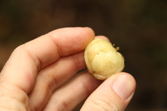 Acronychia pubescens