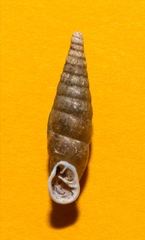 Cochlodina comensis