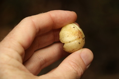 Acronychia pubescens