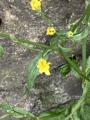 Lapsana communis