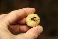 Acronychia pubescens