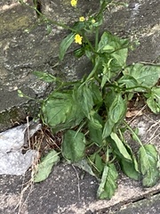 Lapsana communis