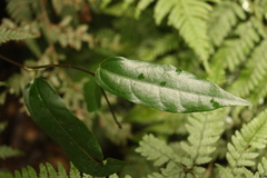 Aristolochia laheyana