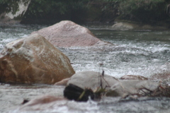 Lontra longicaudis