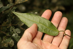 Aristolochia laheyana