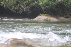 Lontra longicaudis