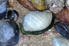 Eulalia clavigera