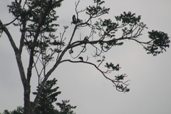 Rupornis magnirostris