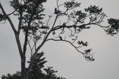 Rupornis magnirostris