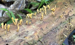 Calocera guepinioides