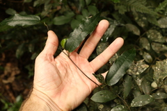 Aristolochia laheyana