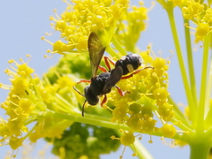 Cerceris bicincta