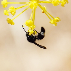 Dasylabris atrata