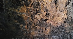 Australotettix