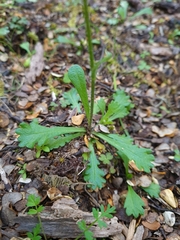 Brachyscome radicata