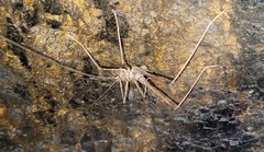 Australotettix
