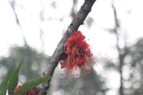 Image of Flame Tree (Brownea macrophylla) by (c) Michael Bakker Paiva, some rights reserved (CC BY)