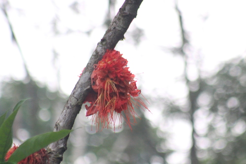Image of Flame Tree (Brownea macrophylla) by (c) Michael Bakker Paiva, some rights reserved (CC BY)