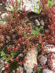 Sedum microcarpum