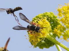 Cerceris bicincta